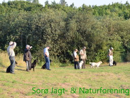 Hundetræning efterår 2015